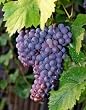Merlot Grape Vine Triple Staked One Gallon by Monrovia Growers