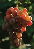 National Geographic by New Creative - Grapes Garden Impressions Flag - B000W8WTMC