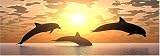 DOLPHIN REAR WINDOW MURALS,DECALS,TINT