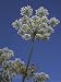 Hogweed, Heracleum Sphondylium, United Kingdom Art Photographic Poster Print by Steve...