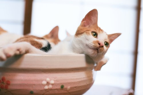 写真集『ねこ鍋』講談社MouRa