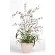 Dancing Lady Silk Orchid Arrangement