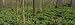 Trees among Yellow Flowers in the Forest, Cedar Bog, Urbana, Ohio, USA Photographic Poster Print by Panoramic Images , 32x96