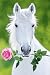White Stallion Holding Pink Rose Horses Photography 61x91.5cm Poster