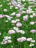Flower Lawn- Mix of Low Growing Grass and Flowers- No Mowing. 10# Bulk