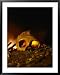 Close View of the Skull of a Neandertal Woman Framed Art Poster Print by Kenneth Garr...