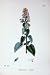 Botany Plants C1902 Cat-Mint Nepeta Cataria Flowers