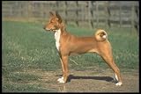 12X16 inch 1 of Top 100 Pedigree Dogs Canvas Art Basenji