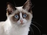 Domestic Cat, Young Bicolour Ragdoll Male Photographic Poster Print
