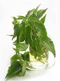 Nettle Leaves as Herb - 24 Nettle Leaves as Herb - 24