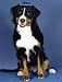 Book Pet Star Jewish New Year Cards - Bernese Mountain Dog