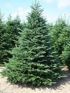 20 Fraser Fir tree Seeds, Makes an excellent evergreen By Seeds and Things