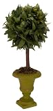 Olive Leaf Topiary in Urn Green 20''