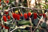 Chinese Matrimony Vine 15 Seeds -RARE- Lycium chinense