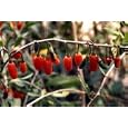 Chinese Matrimony Vine 15 Seeds -RARE- Lycium chinense