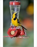 Photographic Prints of Hooded Oriole - male, at a hummingbird feeder from Ardea Wildlife Pets