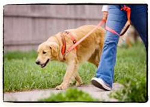 Walk In Sync Sport Harness & Leash Turquoise S