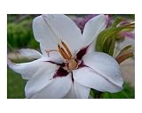 freesia Botanical Photographic Poster Print by Mary Jane Golden, 10x8