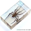 Real Insect Paperweight - Spider