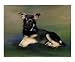 The Observer Animals Photographic Poster Print by Silajai Johnson, 20x16