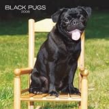 Black Pugs 2008 Wall Calendar