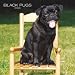  - Black Pugs 2008 Wall Calendar