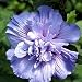 50 PURPLE DOUBLE ROSE OF SHARON Hibiscus Syriacus / Althea / Aaron's Beard Tree Shrub Flower Seeds