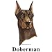 Doberman Pinscher (Red) Cordial - Shot Glass