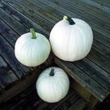 Cotton Candy Pumpkin 10 Seeds - NEW