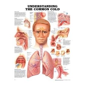 Click here to buy PT# 781786312- Chart Anatomical Common Cold 20x26 Ea by, Anatomical Chart Company.