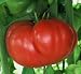 Crnkovic Yugoslavian Beefsteak Tomato 20 Seeds