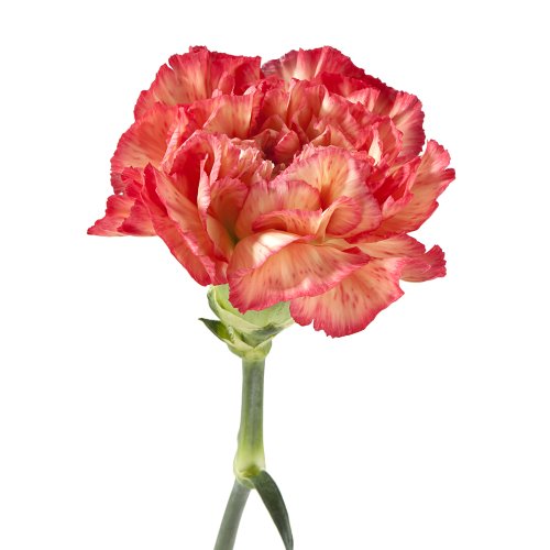 Wholesale Carnations (150 Bicolor Pink) Flowersnhoney Fresh Flowers