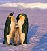 Wallmonkeys Peel and Stick Wall Decals - Family of Emperor Penguins with Fledgling - Removable Graphic