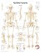 Skeletal System