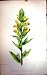 Flowers C1880 Colour Plate Flora Marsh Painted Cup
