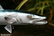 Small Taxidermy 13" Fiberglass Barracuda Wall Mount