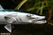 Small Taxidermy 13" Fiberglass Barracuda Wall Mount