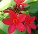 Live Jatropha Integerrima Plant Rare Compact Type Red Flowers