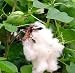 Cotton Plant - 20 Seeds, 3 g - Gossypium