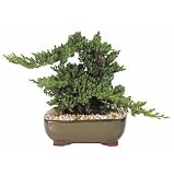 Live 8 Oriental Juniper Bonsai Tree