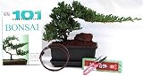 BuyBonsai's Japanese Juniper Bonsai Kit