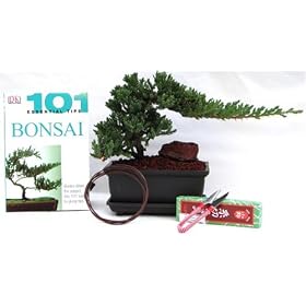 BuyBonsai's Japanese Juniper Bonsai Kit by 