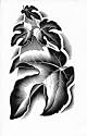 LEAVES AND SUN poster print. Paul Landacre, wood engraving from the book FLOWERING EARTH, 1939. (Print measures 11x17 inches).