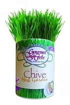 Gifts That Bloom ~ Gourmet Herb Chives Garden