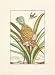 Pineapple with Hummingbird Subject Art Poster Print by Johann Christof Volckamer, 17x23