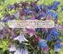 COLUMBINE DWARF Aquilegia Vulgaris --- 200 Flower Seeds