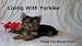 Living With Yorkies - Things You Should Know