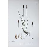 植物学は C1902 によって房状にされている雌雄異体の Sedge のスゲ属色を植えます