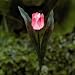 A PAIR OF NEW GARDMAN SOLAR POWERED GLOWLIGHT TULIP