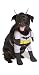 Search : Batman Pet Costume Large